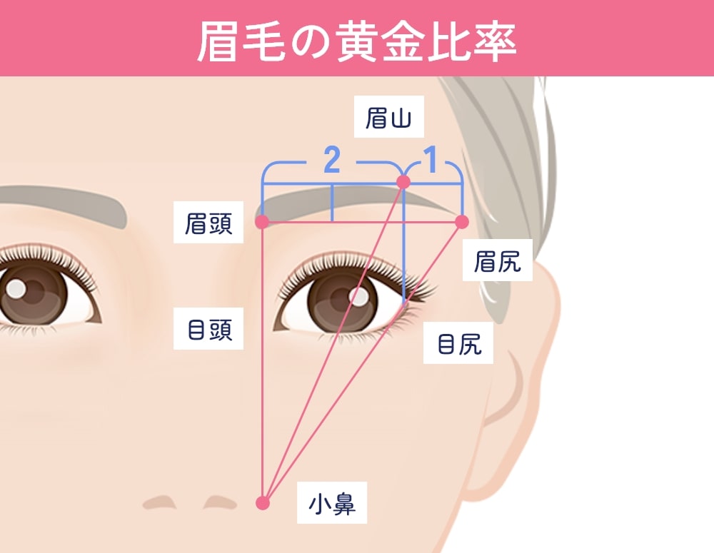 眉毛の黄金比率