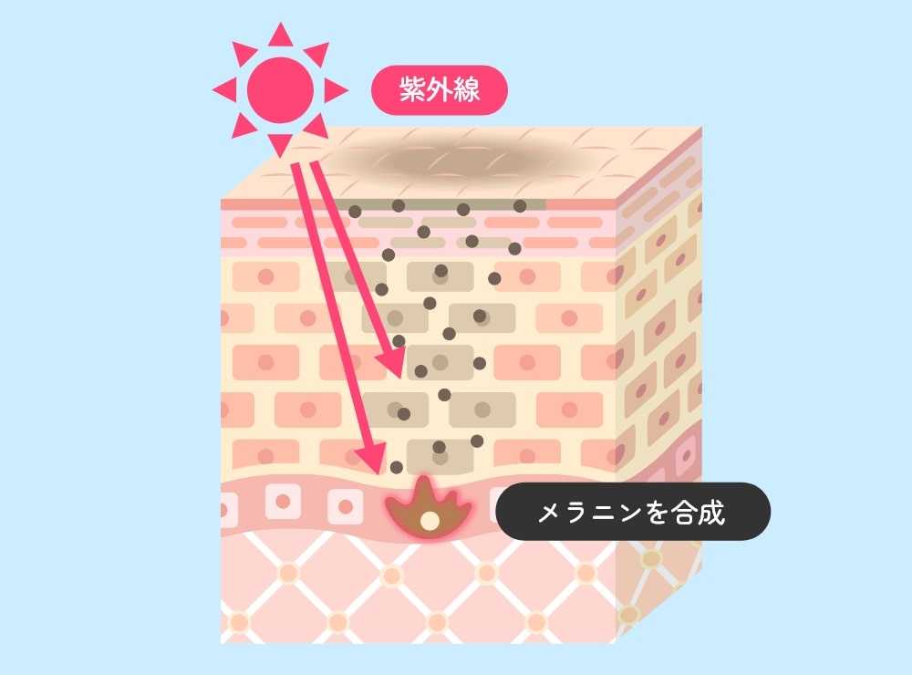 顔のシミができる仕組み